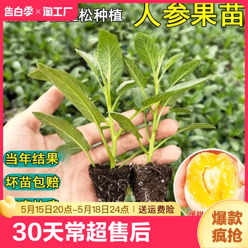 当年结果人参果苗茄盆栽人生果树仙桃果树苗食用长寿果苗种植带土