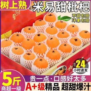 正宗攀枝花米易枇杷现摘新鲜高山当季孕妇大果水果五星琵琶阳光