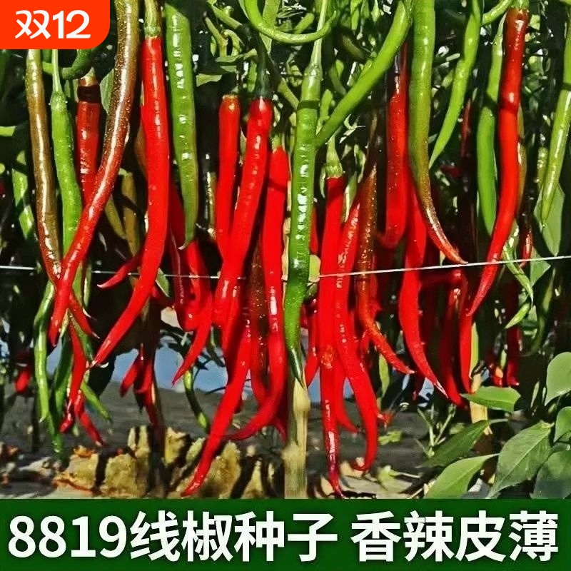线椒种子超辣高产辣椒种籽大全二荆条四季盆栽辣椒苗蔬菜种孑四季