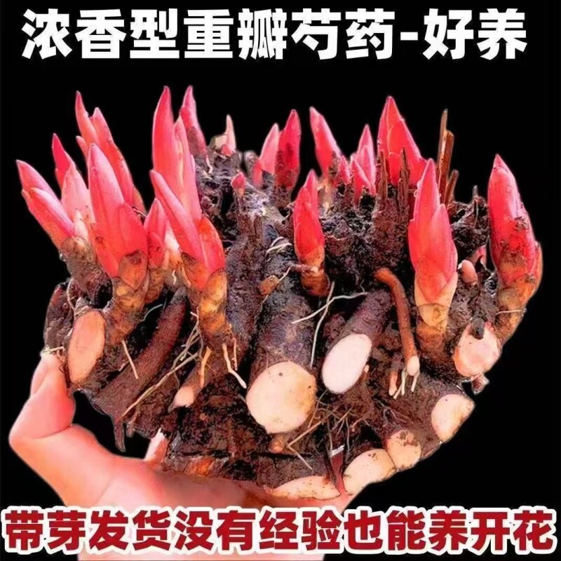 重瓣芍药花盆栽鲜花观赏花卉植物图片