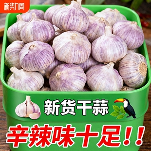 包邮 正宗山东大蒜头优质特大蒜王新鲜紫白皮便宜干蒜 发 冲量价