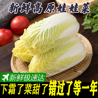 云南高原黄心娃娃菜现砍现发软糯鲜香清甜可口火锅必备食材