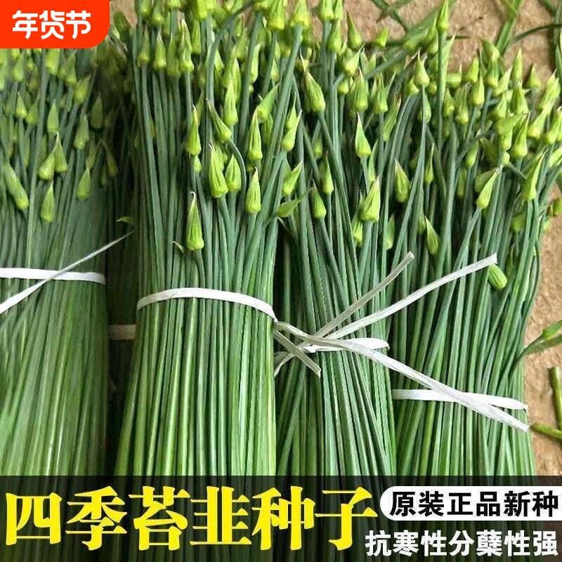 高产韭苔种子 四季韭苔种子 一次种植多年采收 耐热耐寒 蔬菜种子