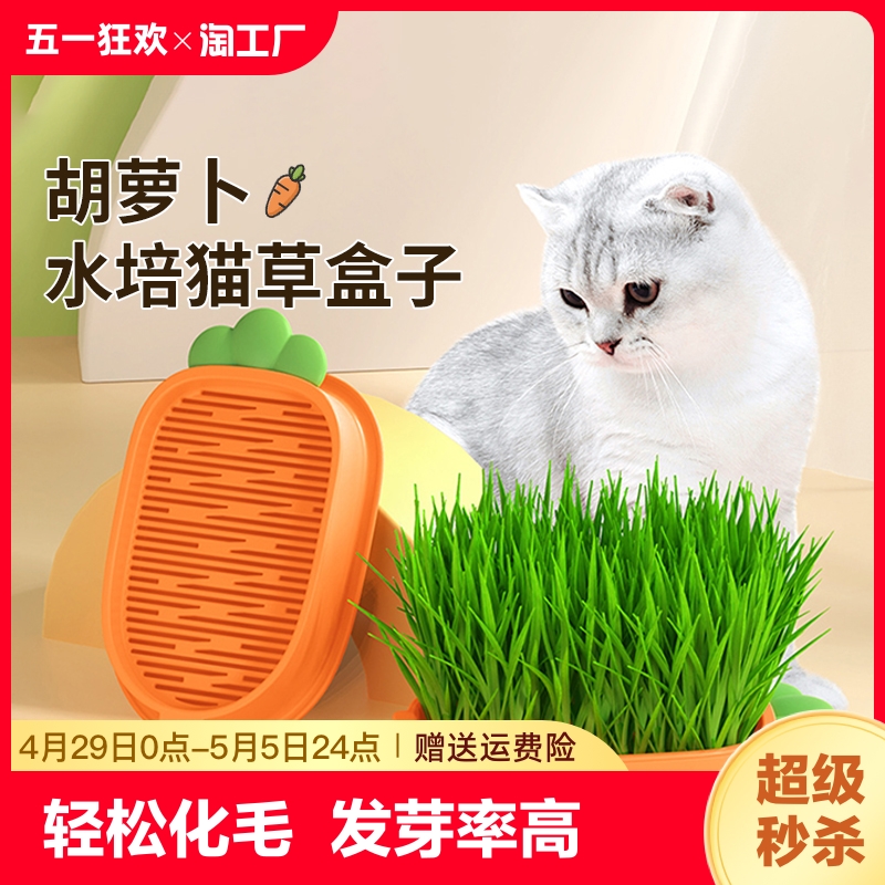 【小红书推荐！】水培猫草盆栽