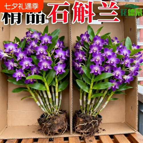 七彩石斛兰盆栽带花香水带花苞客厅绿植摆件鲜花水培植物开花大花