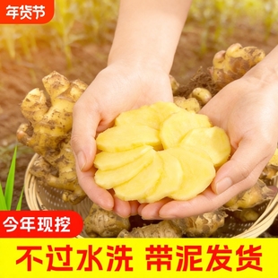 今年新云南小黄姜红河新鲜生姜老姜现挖高山沙姜土姜种子蔬菜批发
