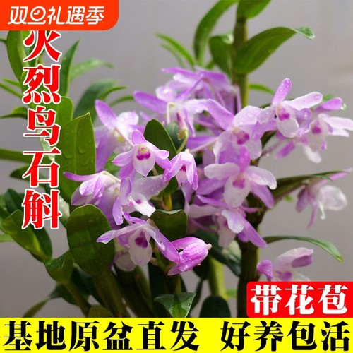 带花春石斛兰苗火烈鸟室内阳台耐阴好养勤花浓香洋兰花卉绿植盆栽