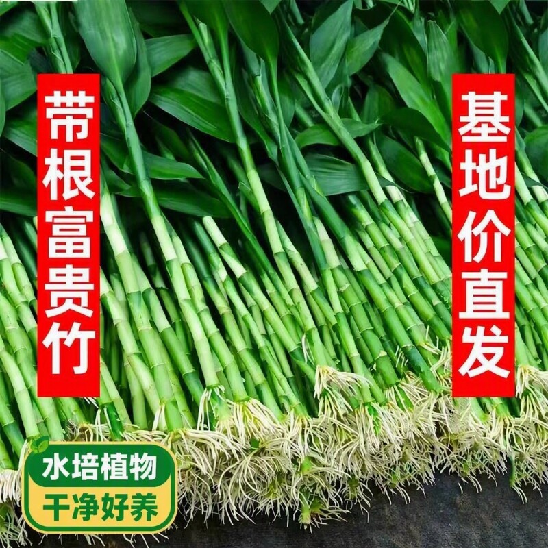 富贵竹水培植物绿植室内好养盆栽客厅招财粗杆带根水养节节高竹子