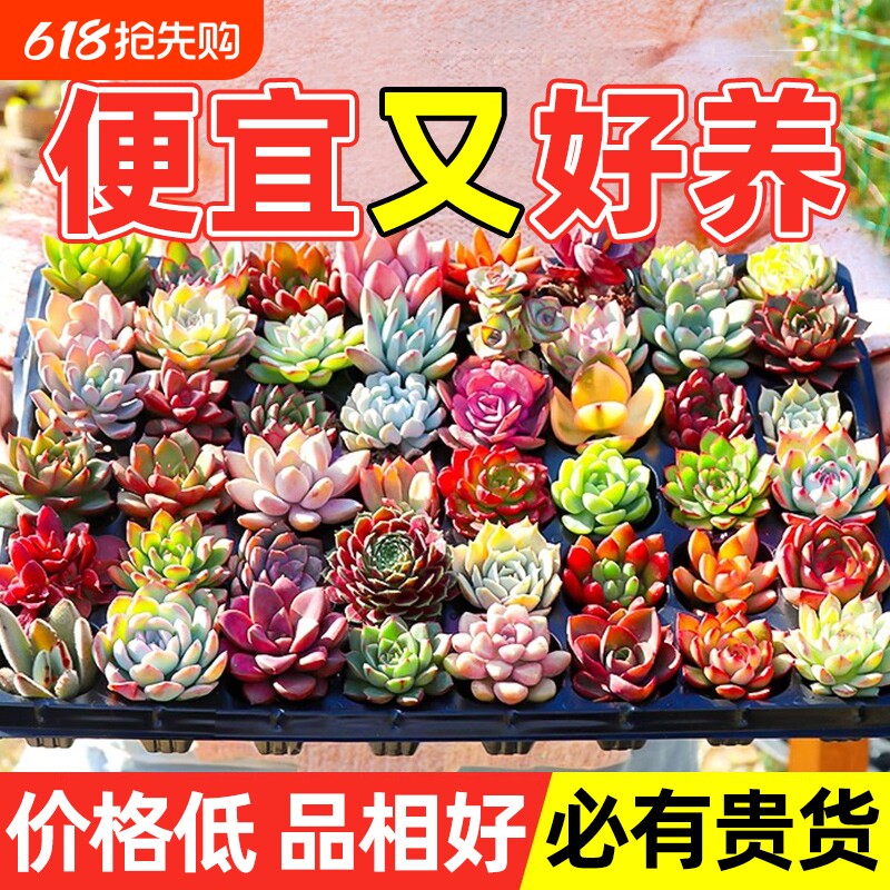 多肉植物大颗好养室内小盆栽绿植物花卉批发价有贵货幼儿园易存活