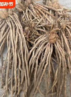 正宗芦笋苗优质绿色芦笋根新鲜现挖多年生蔬菜苗四季种植阳台庭院