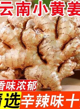 正宗云南小黄姜生姜老姜批发高山现挖农家自种土姜整块食用精选