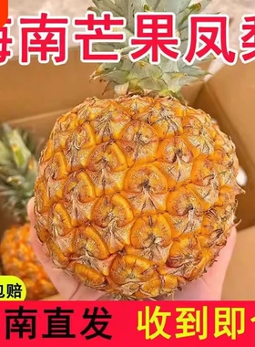 海南芒果凤梨脆甜多汁香味金钻现摘现发菠萝纯甜