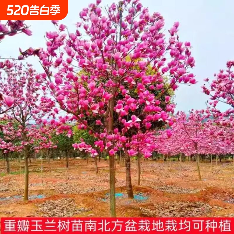 玉兰花树苗带花苞红白紫玉兰树室外矮化庭院四季花卉盆栽绿化大树