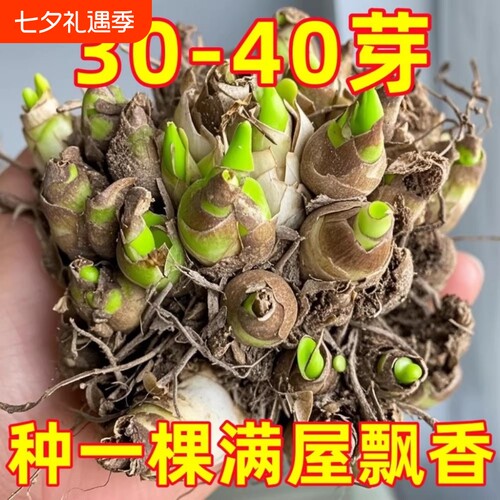 晚香玉种球重瓣大花四季绿植花卉耐寒盆地栽懒人养阳台室内多年生