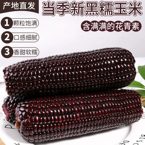 东北黑糯玉米真空2025头茬鲜嫩甜糯鲜食玉米粒苞米黏玉米粗粮
