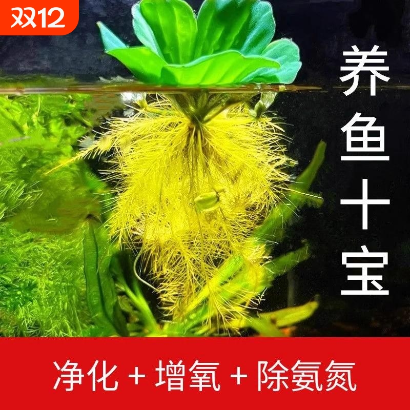 池塘造景增氧净化水质养鱼龟缸