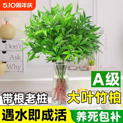 驱蚊竹盆栽水培好养净化空气
