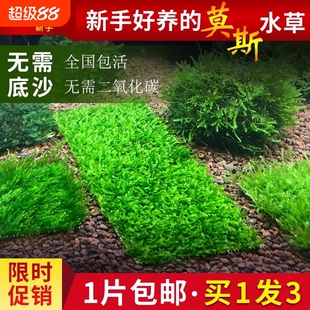 鱼缸莫斯水草慕斯片球沉木大三角垂泪前景造景小水草矮珍珠生态