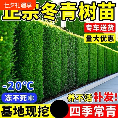 北海道黄杨大叶冬青树苗篱笆墙庭院围墙四季常青植物耐寒绿篱围栏