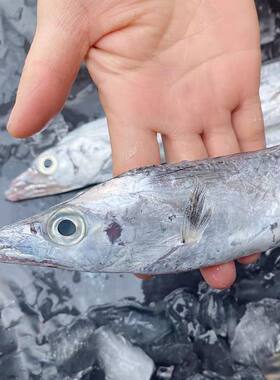 深海鱼油炸商用海鲜水产冷冻带鱼段中段新鲜刀鱼去头去尾整条香酥
