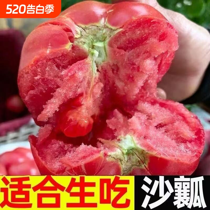 现摘当季沙瓤西红柿赛普罗旺斯新鲜自然熟番茄农家水果生吃番茄