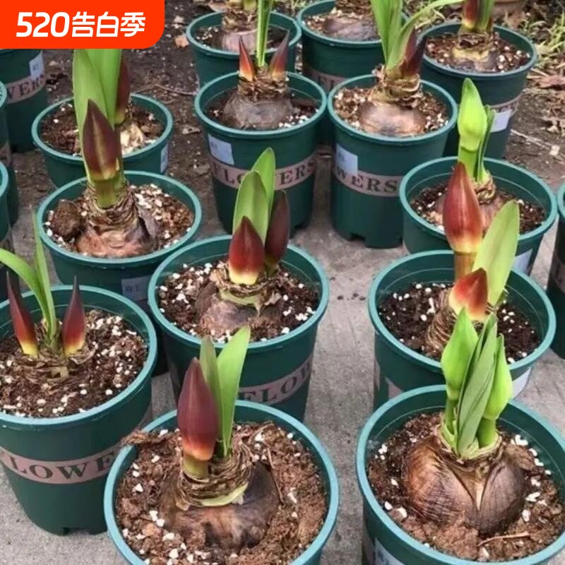 荷兰进口重瓣朱顶红种球室内外盆栽花卉易活特大花期黑天鹅开花