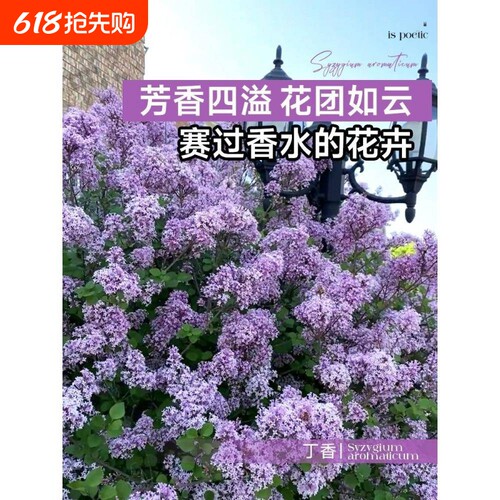 丁香花树苗盆栽四季花卉耐寒欧洲阳台室外庭院绿植物开花花园耐热