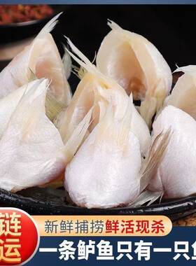 新鲜鲈鱼刺翅鲜切速冻鳍翅鮰鱼鱼鳍巴沙鱼翅水产鱼类海鲈冷冻鲜活