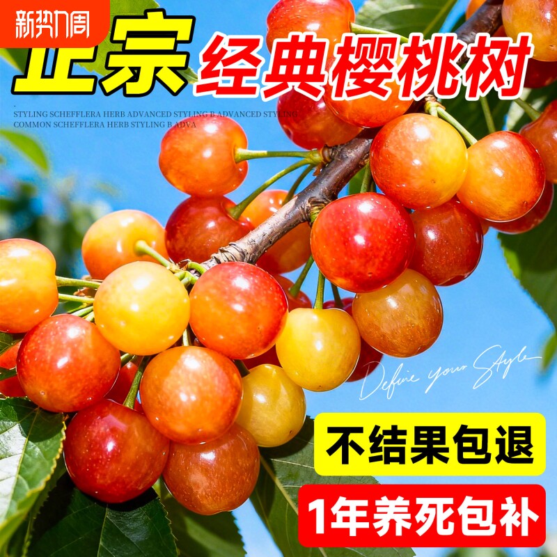 樱桃树果苗大樱桃苗南北方红妃车厘子嫁接果树苗盆栽种植庭院耐寒