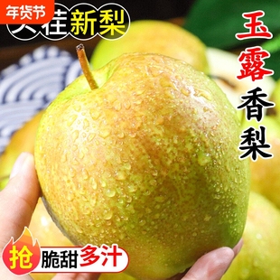 苹果梨山西玉露香梨新鲜现摘当季水果梨子脆甜薄皮香酥梨包邮整箱
