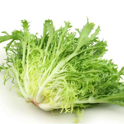 山东新鲜苦菊凉拌菜 生菜苦苣菜生吃西餐蔬菜沙拉菜轻食蔬菜青