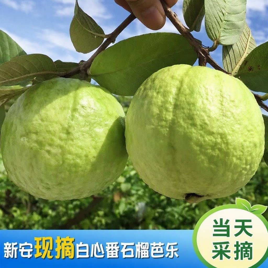 正宗广东高山白心芭乐脆甜当季水果新鲜现摘番石榴脆甜鲜