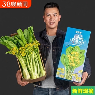 空运次日达广东增城迟菜心新鲜正宗小楼特产蔬菜特选礼盒装顺丰