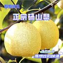 砀山黄皮酥梨爆甜脆甜多汁脆水果梨新鲜薄皮应季 水果批发农场直发