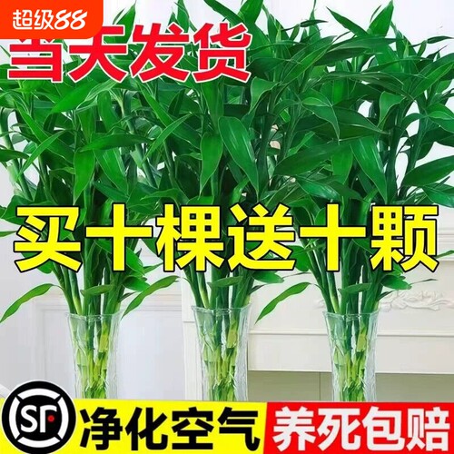 富贵竹水培植物节节高粗杆绿植室内盆栽观音竹带根紫色发财竹客厅