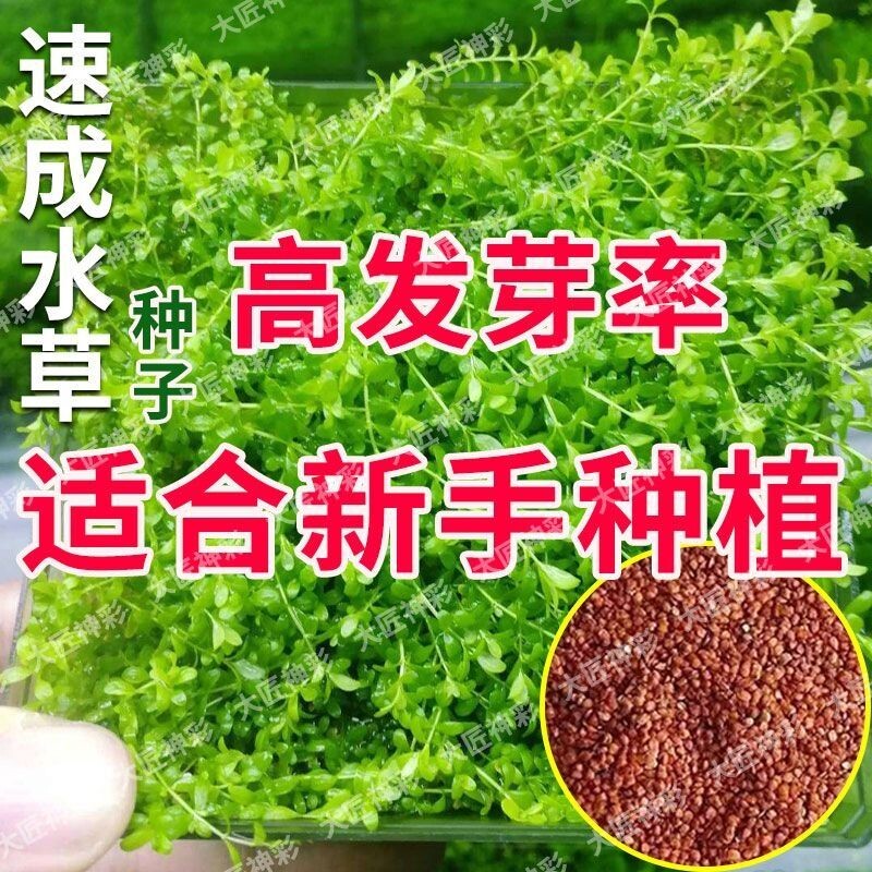 水草种子草微生态增氧造景水草泥水族箱四季鱼缸小型对叶水生淡水