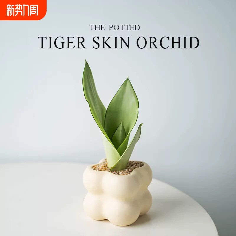 白玉金边虎皮兰室内桌面摆件风绿植高档盆栽好养活植物水培虎尾兰