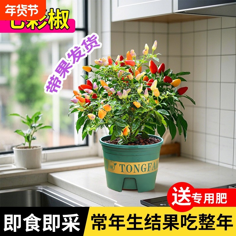 七五彩椒辣盆栽秧树苗观赏可食用朝天椒小米椒室内阳台好养绿植物,鲜花速递/花卉仿真/绿植园艺,绿植,淘宝优惠券,粉丝福利购,淘宝优惠卷