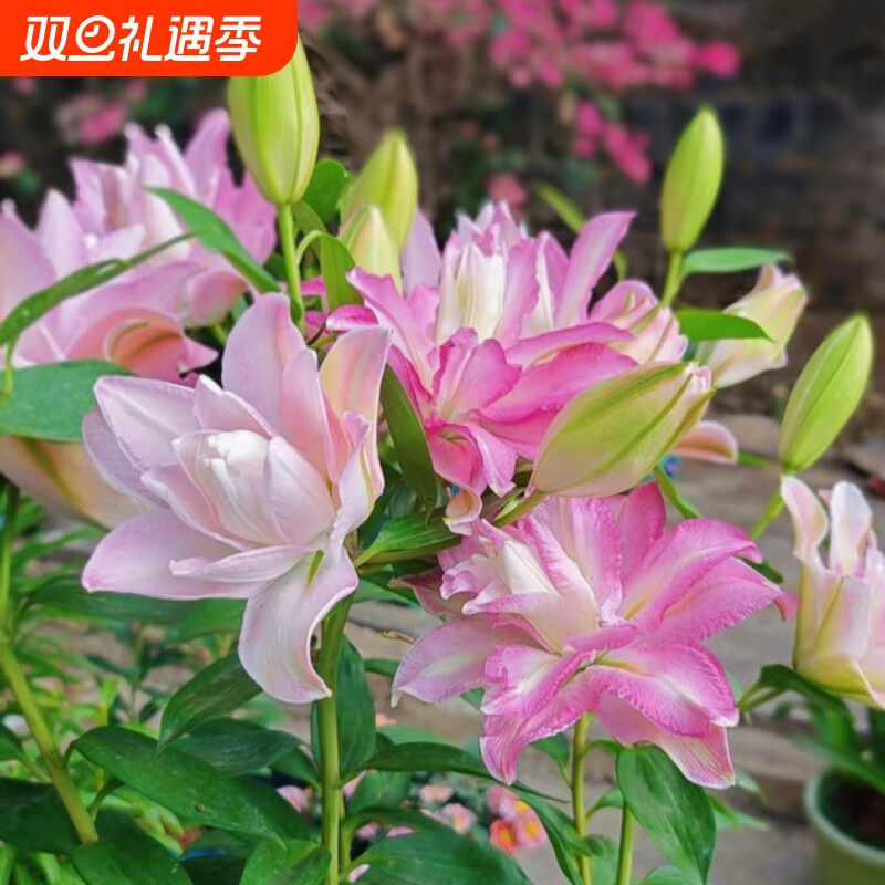 重瓣香水百合种球进口百合花多季播种开花易种活花卉植物盆栽阳台