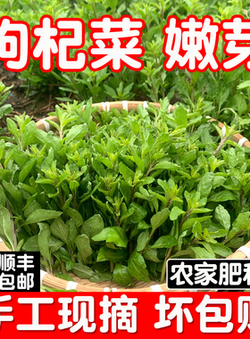 广西枸杞菜芽菜叶菜头新鲜野生可食用农家有机冷门蔬菜淘菜菜生鲜