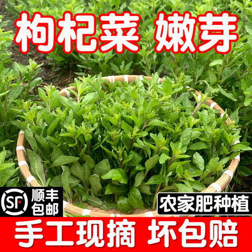 新鲜枸杞菜叶嫩芽头芽当天发顺丰