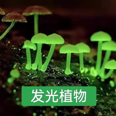 荧光蘑菇发光绿植室内菌