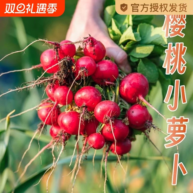 樱桃萝卜种子种籽水果大全阳台四季盆栽菜种孑红菜籽蔬菜子蔬菜种