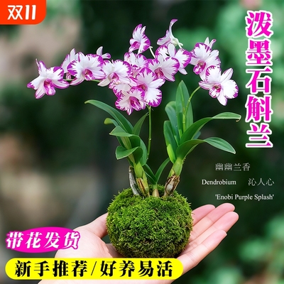 现带花苞名贵泼墨秋石斛兰花苗室内好养浓香懒人水培盆栽花卉绿植