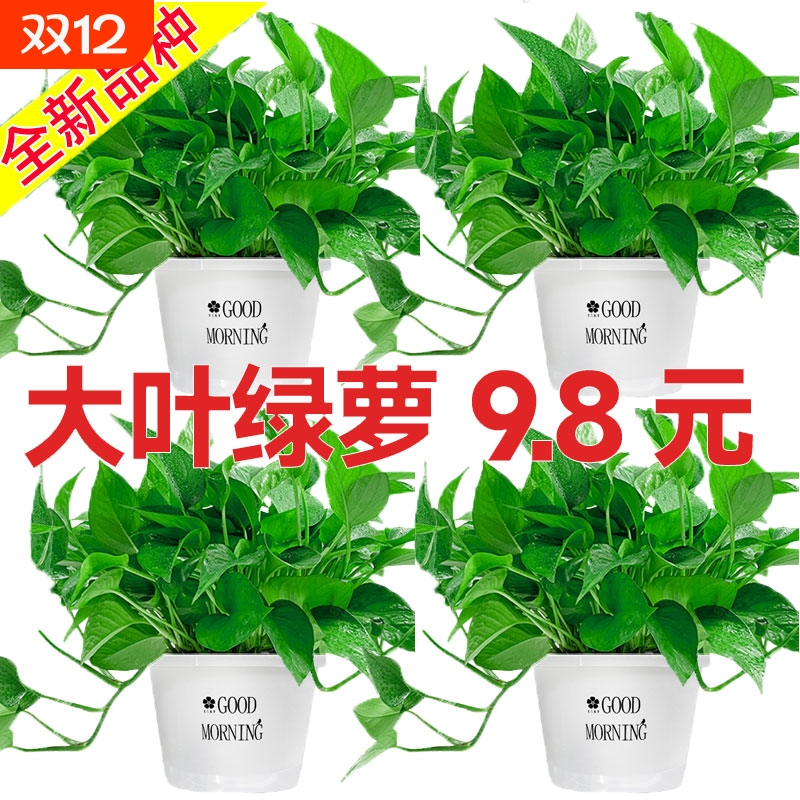 绿萝大盆净化空气|千人回购