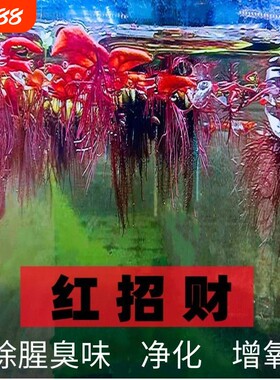 懒人漂浮水草红毛丹底泥即活造景净化鱼缸水质净水增氧龟缸套餐