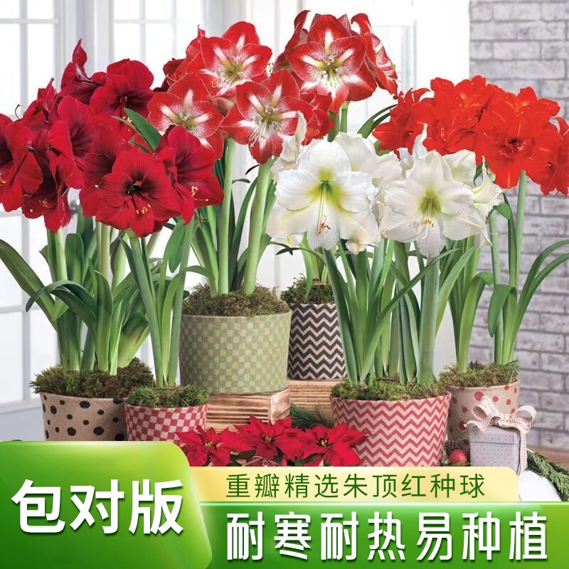 重瓣朱顶红种球阳台盆栽花卉绿植图片