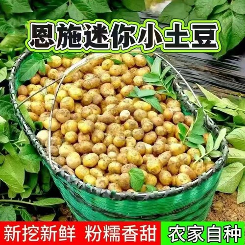 正宗恩施黄心小土豆当季