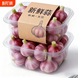 云南现挖紫皮大蒜头新鲜大蒜湿蒜多瓣腌制糖醋泡蒜蔬菜 大甩卖