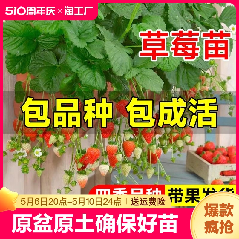 奶油草莓苗盆栽带盆带土四季结果